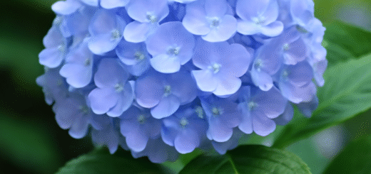 hydrangea