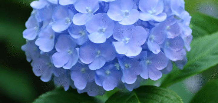 hydrangea